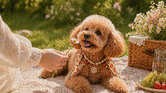 Fleur Amour Pet Scarf Necklace