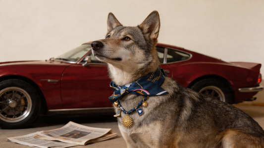 Celestial Royale Pet Scarf Necklace